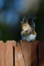Eastern Gray Squirrel Gnaws A Bone At Dawn On A Wooden Fence