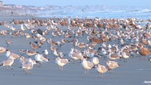 A Flock Of Seagulls Gather On The Beach In The Early Morning Sun. In 4K UltraHD.	