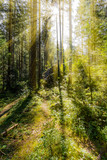 Fototapeta Na ścianę - Late summer sunlight breaking through the trees at a mystical lane
