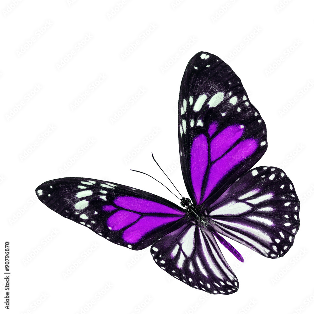 Beautiful flying purple butterfly with wings stretched isolated