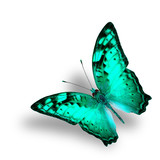 Fototapeta Motyle - Beautiful Flying Vagrant Butterfly in fancy light green color pr