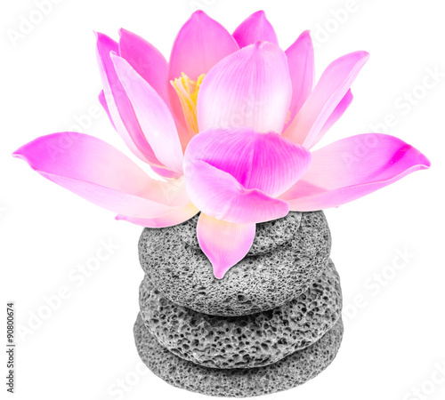 Fleur De Lotus Rose Sur Empilement De Galets Fond Blanc