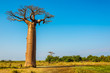 Leinwandbild Motiv Baobab trees near Morondava