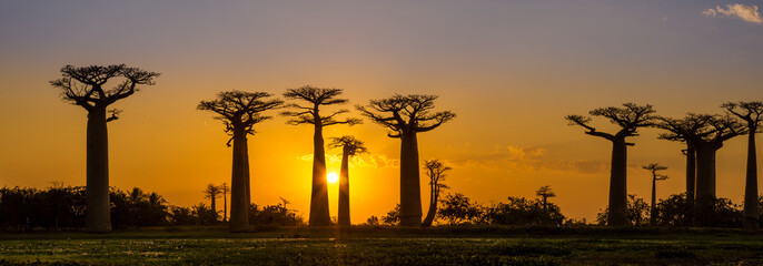panorama view at sunset above baobab avenue