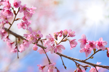 Wall Mural - spring sakura flower on sunny sky toned