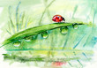 Ladybug on a leaflet. Red bug on the grass. Insects. Background wild nature. Watercolor hand drawing illustration
