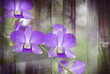 Double exposure,pouple orchid with old wood background