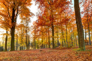 colorful autumn landscape with yellow trees