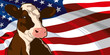 Cow on a background of flag of the United States of America