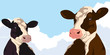 Cows on a background of blue sky