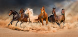 Fototapeta Konie - Horse herd run in desert sand storm against  dramatic sky