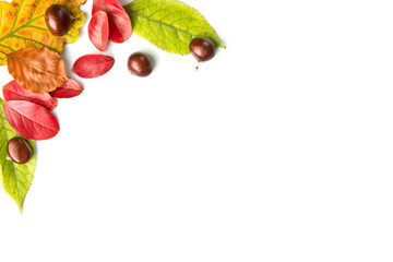 Wall Mural - colorful autumnal leaves and nuts on white background with copy space