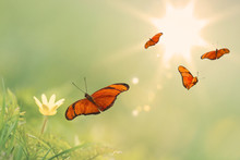 Flying Orange Butterflies With A Sunny Background