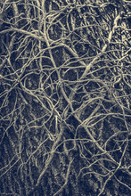 Twisted Leafless Vines Creeper Climbing On An Old Oak Tree Trunk. Moonochrome, Blue Tinted Grunge Natural Organic Backdrop, Texture.