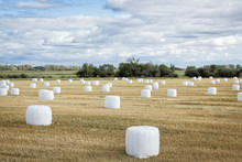 Horizontal Image Of A Swathed Field Full Of Scattered Round Bales Wrapped In White Plastic With Trees Lining The Horizon In The Early Fall Time.