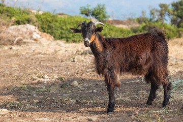 Brown goat