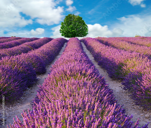 Naklejka na szybę Lavender flower blooming scented fields