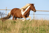 Fototapeta Konie - Galop d'une ponette