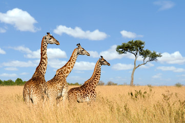 Canvas Print - Giraffe