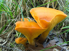 Omphalotus Olearius Aka Jack-o'-lantern Mushroom. Poisonous .