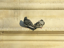 Two Doves Sitting On The Wall Of A Stone Building In Golden Light In The Shape Of A Heart. Paris, France.