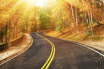 Wall Mural - Autumn scene with road in forest