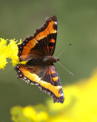 Wall Mural - Milbert's Tortoiseshell (Aglais milberti) Obtaining Nectar from a Goldenrod