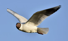Adult Black-headed Gulls In Flight,