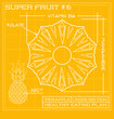 Blueprint diagram line drawing of fruit. Infographic of a pineapple cross section. 