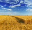 © Željko Radojko - Wheat field against a blue sky