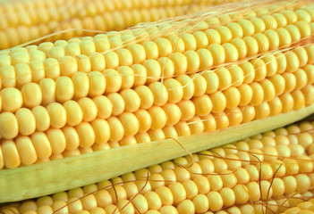 Wall Mural - close up of raw corn background