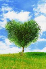 Sticker - Green tree in heart shape, outdoors