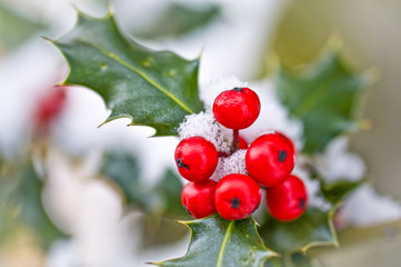 Wall Mural - Close up od a branch of holly with red berries covered with snow in winter, seasons greetings, holiday and christmas card