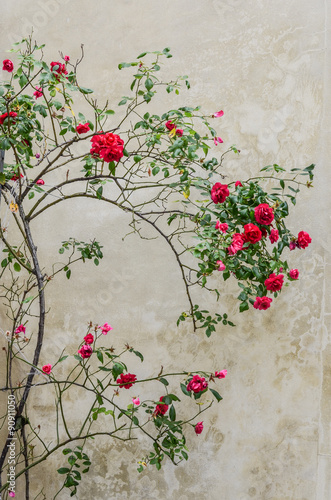 Obraz w ramie Red bush roses on the background wall