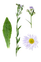 Erigeron Annuus