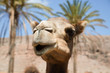 Kamel - Gesicht