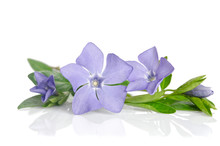 Beautiful Blue Flowers Periwinkle On White Background
