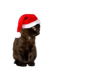 Kitten Santa Claus Hat Copyspace