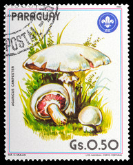 Wall Mural - PARAGUAY - CIRCA 1984: a stamp printed in the Paraguay, shows mushrooms AGARICUS CAMPESTER, series mushrooms, circa 1984