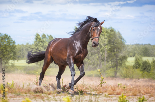 Nowoczesny obraz na płótnie horse