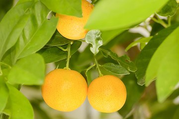 Orange on a tree
