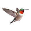 Hummingbird - Colubris archilocus. Hand drawn vector illustration on white background of a flying  Ruby-troathed  hummingbird with colorful glossy plumage.