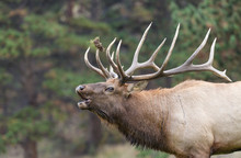 Big Bull Elk Bugling In The Rut
