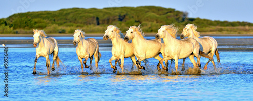 Herd of White Camargue horses running through water
