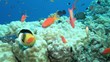 bunte Fische am Korallenriff