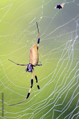 Golden Silk Orb Weaver Spider Macro Buy This Stock Photo