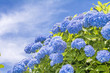 空バックに青いアジサイの花