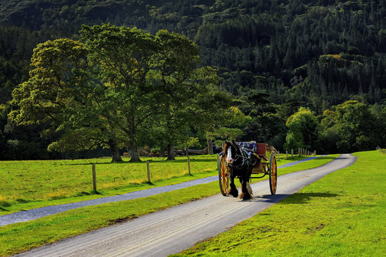 Fototapete -  - Horse ride in Killarney National Park, Ireland