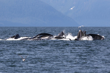 Sticker - Humpback Whales Bubble Net Feeding