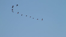 Water Fowl Flying In Formation.